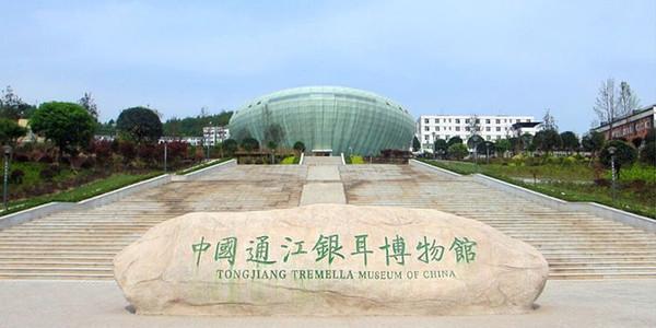 通江县银耳博物馆